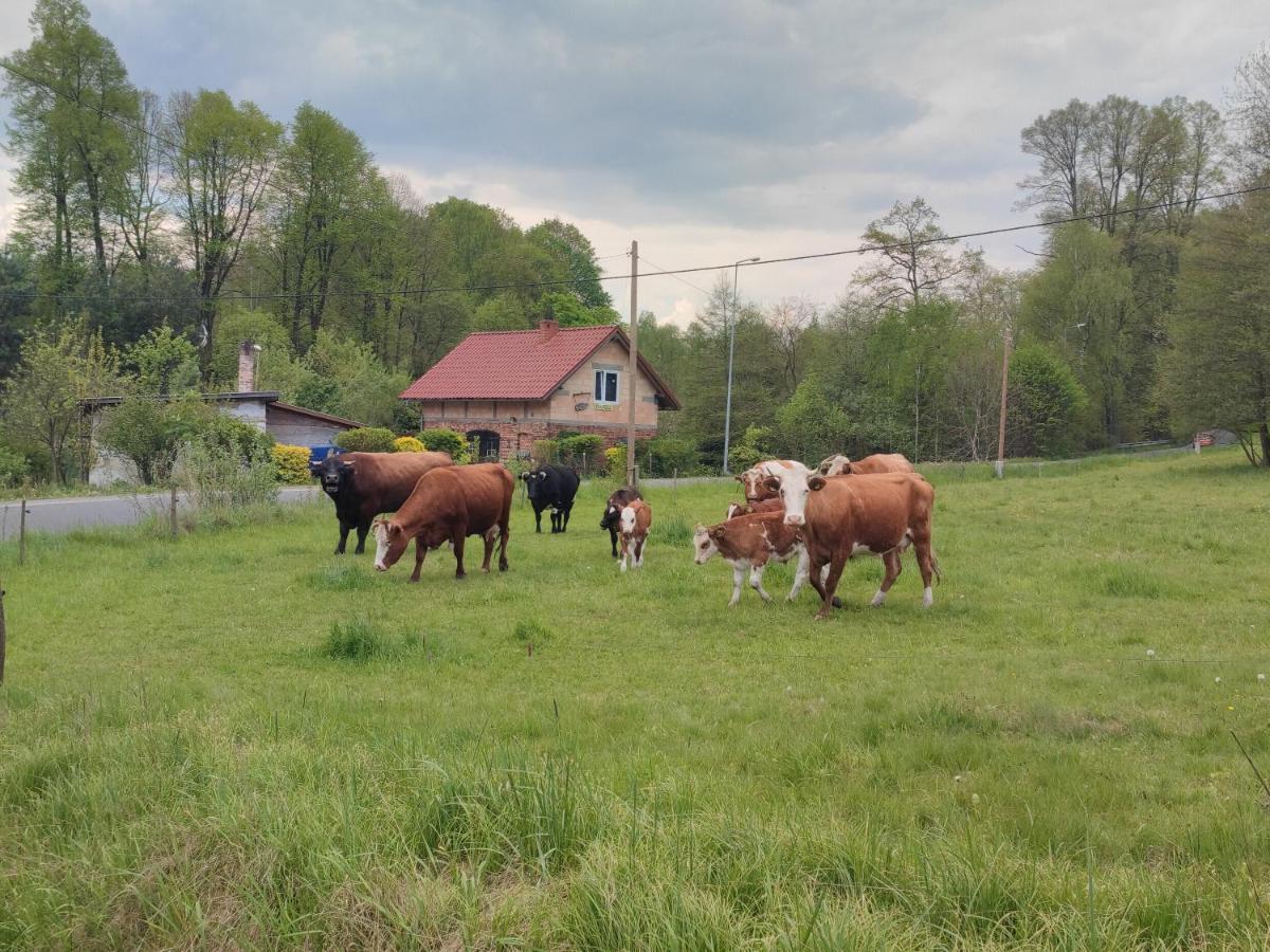 Lusatia Farm Leśna Eksteriør bilde